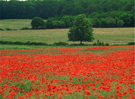 A field of red poppies in an agricultural landscape near Sancerre, Cher, Loire Centre, France, Europe Stock Photo - Rights-Managed, Code: 841-03030557