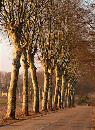 sycamore tree pictures - Bare trees line a rural road in winter, Provence, France, Europe Stock Photo - Rights-Managed, Code: 841-03030568