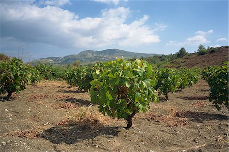 Vines in vineyards in the Troodos area in the centre of the island, Cyprus, Mediterranean, Europe Stock Photo - Rights-Managed, Code: 841-03030582
