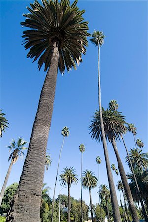 Beverly Drive, Beverly Hills, Californie, États-Unis d'Amérique, l'Amérique du Nord Photographie de stock - Rights-Managed, Code: 841-03030616