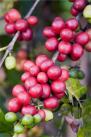 Ripe coffee berries, Kona Joe's coffee plantation, Kona, Island of Hawaii (Big Island), Hawaii, United States of America, North America Stock Photo - Rights-Managed, Code: 841-03030659