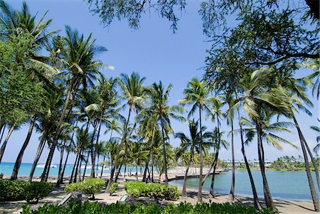 pic palm tree beach big island - Waikaloa Beach, île d'Hawaii (Big Island), Hawaii, États-Unis d'Amérique, Pacifique, Amérique du Nord Photographie de stock - Rights-Managed, Code: 841-03030705