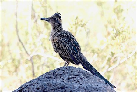 Par roadrunner (Geococcyx californianus), Californie, États-Unis d'Amérique, l'Amérique du Nord Photographie de stock - Rights-Managed, Code: 841-03030888