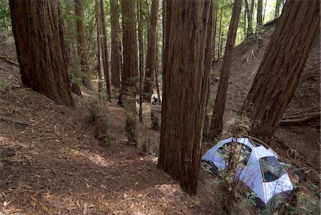 Campsite in the middle of the redwood forest, Ventana, Big Sur, California, United States of America, North America Stock Photo - Rights-Managed, Code: 841-03030902