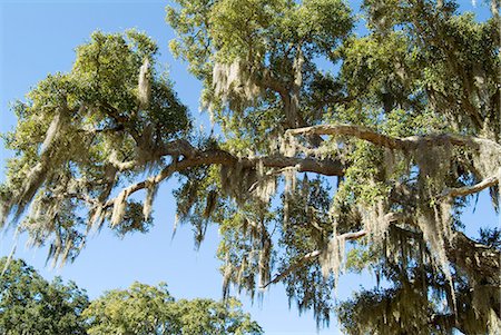 spanish moss - Spanish Moss in tree, Bayou le Batre, Alabama, United States of America, North America Stock Photo - Rights-Managed, Code: 841-03031223