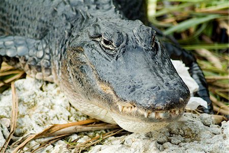 simsearch:841-02943754,k - Alligator, Everglades National Park, Florida, United States of America, North America Foto de stock - Direito Controlado, Número: 841-03031238