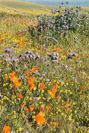 simsearch:841-03033333,k - Antelope Valley Poppy Reserve, California, États-Unis d'Amérique, l'Amérique du Nord Photographie de stock - Rights-Managed, Code: 841-03031295