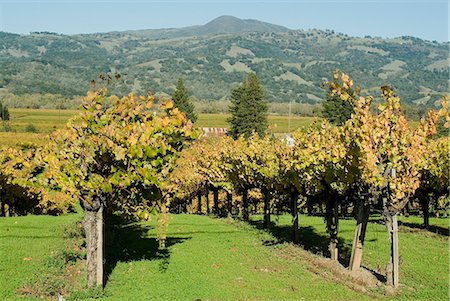 simsearch:841-03035190,k - Vineyard, Sonoma County, California, United States of America, North America Stock Photo - Rights-Managed, Code: 841-03031356