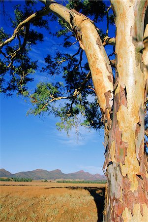 simsearch:841-02832461,k - Red River Gum, Wilpena, Flinders Range, South Australia, Australia Stock Photo - Rights-Managed, Code: 841-03031981