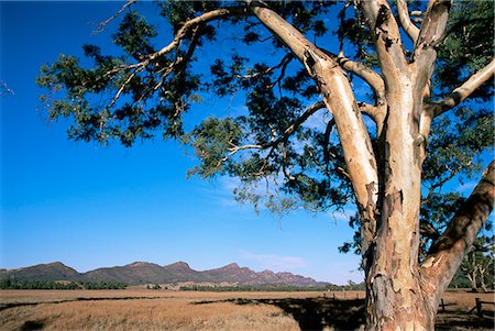parc national flinders ranges - Rivière Rouge gommier (Eucalyptus camaldulensis), Wilpena, Flinders Ranges, Australie-méridionale, Australie, Pacifique Photographie de stock - Rights-Managed, Code: 841-03031982