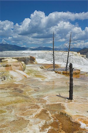 simsearch:633-08639086,k - Troncs d'arbres morts, Canaries printemps, Mammoth Hot Springs, Parc National de Yellowstone, patrimoine mondial de l'UNESCO, Wyoming, États-Unis d'Amérique, Amérique du Nord Photographie de stock - Rights-Managed, Code: 841-03032284
