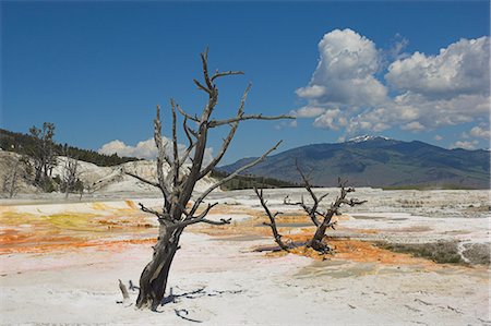 environmental wastelands - Dead tree trunks, Canary Spring, top Main Terrace, Mammoth Hot Springs, Yellowstone National Park, UNESCO World Heritage Site, Wyoming, United States of America, North America Stock Photo - Rights-Managed, Code: 841-03032283