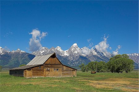 rustic cabins - Mormon Row Barn and a bison off Antelope Flats Road, Jackson Hole, Grand Teton National Park, Wyoming, United States of America, North America Stock Photo - Rights-Managed, Code: 841-03032306