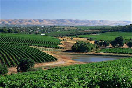 Vineyards, Oliverhill wines, McLaren Vale, South Australia, Australia, Pacific Stock Photo - Rights-Managed, Code: 841-03032520