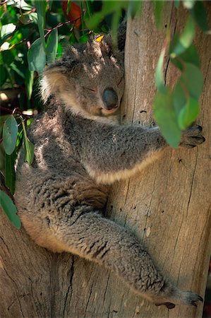 Close-up of a koala bear sitting in the fork of a gum tree, Parndana Wildlife Park, Kangaroo Island, South Australia, Australia, Pacific Foto de stock - Con derechos protegidos, Código: 841-03032540