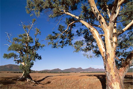 flinders range national park - Cazneaux Tree, Red River Gum, Wilpena, Flinders Range, South Australia, Australia, Pacific Stock Photo - Rights-Managed, Code: 841-03032550