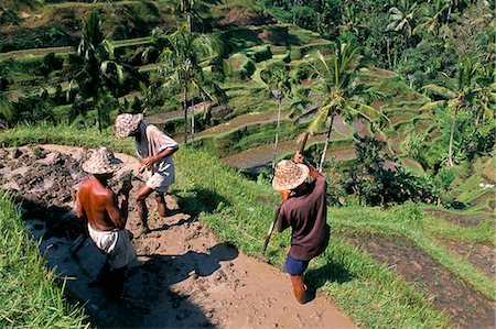 Rice terraces, island of Bali, Indonesia, Southeast Asia, Asia Stock Photo - Rights-Managed, Code: 841-03033041