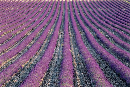 provence france summer - Fields of lavender, Sauli, Vaucluse, Provence, France, Europe Stock Photo - Rights-Managed, Code: 841-03033152