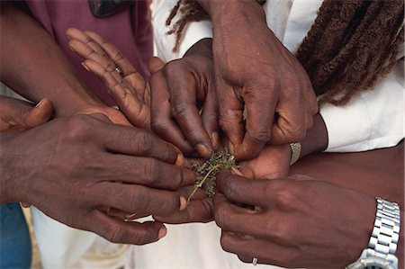 Cannabis, Garifuna community, Dangriga, Stann Creek, Belize, Central America Stock Photo - Rights-Managed, Code: 841-03033165