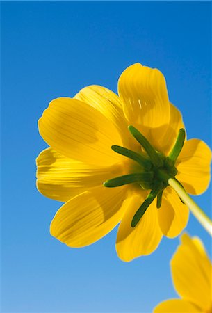 simsearch:841-02707512,k - Low Angle View of eine Wüste Sonnenblume, Mojave-Wüste, Red Rock Canyon State Park, California, Vereinigte Staaten von Amerika, Nordamerika Stockbilder - Lizenzpflichtiges, Bildnummer: 841-03033356