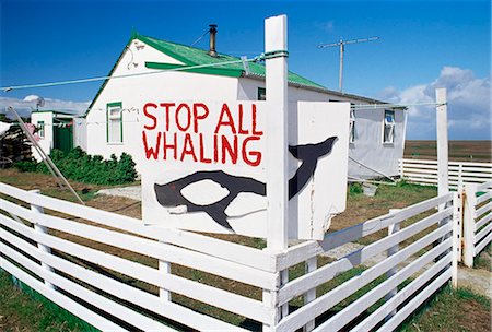 An anti-whaling sign in front of Falkland traditional wooden house, Sea Lion Islands, Falkland Islands, South America Foto de stock - Con derechos protegidos, Código: 841-03033352