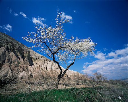 simsearch:841-02946551,k - Almond tree in bloom, Zelve, Cappadocia, Anatolia, Turkey, Eurasia Stock Photo - Rights-Managed, Code: 841-03033398