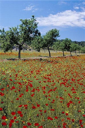 simsearch:841-02831404,k - Poppies and trees in springtime, Sant Augusti, Ibiza, Balearic Islands, Spain, Mediterranean, Europe Foto de stock - Con derechos protegidos, Código: 841-03033648