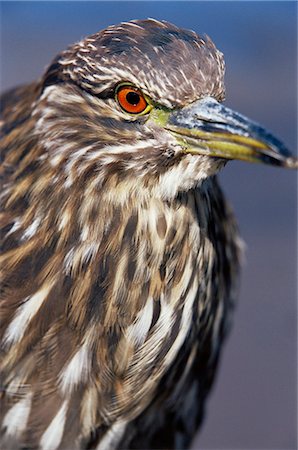 Close-up of a juvenile black-crowned night heron (Nycticorax nycticorax falklandicus), Sea Lion Island, Falkland Islands, South Atlantic, South America Fotografie stock - Rights-Managed, Codice: 841-03033776