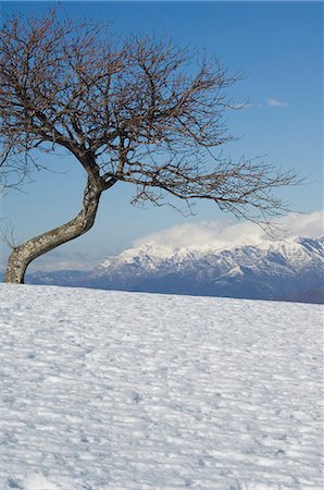 simsearch:841-03057240,k - Arbre dans neigeux paysage montagneux, Garfagnana, parc régional des Alpes Apuanes, vers le Nord Ouest Toscane, de France, de l'Europe Photographie de stock - Rights-Managed, Code: 841-03054748