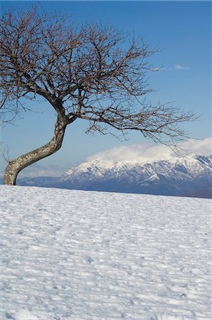 simsearch:841-02917967,k - Arbre dans neigeux paysage montagneux, Garfagnana, parc régional des Alpes Apuanes, vers le Nord Ouest Toscane, de France, de l'Europe Photographie de stock - Rights-Managed, Code: 841-03054748