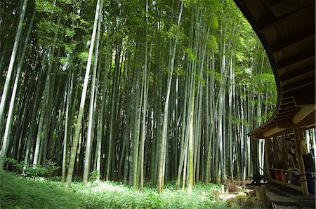 Forêt de bambous, le jardin du temple Hokokuji, Kamakura, Kanagawa prefecture, Japon, Asie Photographie de stock - Rights-Managed, Code: 841-03054793