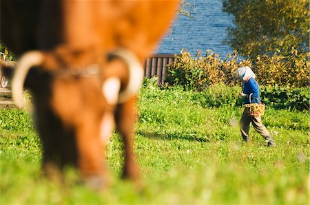 Woman collecting food on farm, Aukstaitija National Park, Lithuania's first national park, Lithuania, Baltic States, Europe Foto de stock - Direito Controlado, Número: 841-03055005