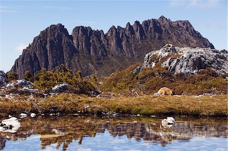 Pics de Cradle Mountain, 1545m, reflétaient dans le tarn sur l'Overland Track, Cradle Mountain Lake St. Clair Parc National, partie de la nature sauvage de Tasmanie, patrimoine mondial de l'UNESCO, Tasmanie, Australie, Pacifique Photographie de stock - Rights-Managed, Code: 841-03055059