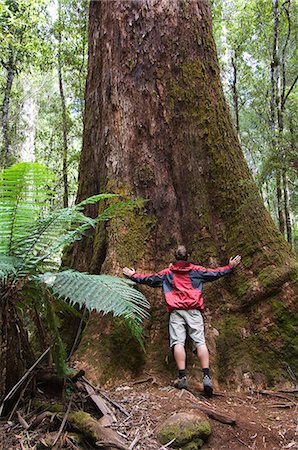 simsearch:841-03062530,k - Randonneur sur la promenade des arbres Tall éclipsé par les grands arbres, Parc National du Mont champs, Tasmanie, Australie, Pacifique Photographie de stock - Rights-Managed, Code: 841-03055074