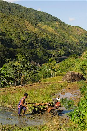 philippine rice paddies - Man ploughing rice field, Luplula Village, Tinglayan Town, The Cordillera Mountains, Kalinga Province, Luzon, Philippines, Southeast Asia, Asia Stock Photo - Rights-Managed, Code: 841-03055230