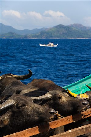 simsearch:841-02991749,k - Cargo and passenger ferry from El Nido to Coron Town, with Carabao oxen being transported by ship, Palawan Province, Philippines, Southeast Asia, Asia Stock Photo - Rights-Managed, Code: 841-03055262