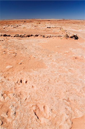 rock fossils - Dinosaur Foot Prints, Arizona, United States of America, North America Foto de stock - Con derechos protegidos, Código: 841-03055296