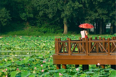 A walkway among lily pads at Yuanmingyuan (Old Summer Palace), Beijing, China, Asia Stock Photo - Rights-Managed, Code: 841-03055549