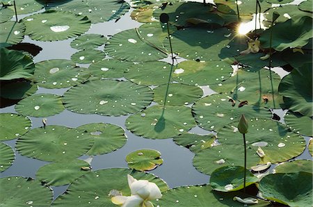 Water liliy at Yuanmingyuan (Old Summer Palace), Beijing, China, Asia Stock Photo - Rights-Managed, Code: 841-03055550