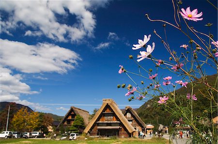 shirakawago - Cosmos flowers at the UNESCO World Heritage Site of Gassho Zukkuri (Thatched Gable Roof Houses), Shirakawago District, Ogi Town, Gifu Prefecture, Honshu Island, Japan, Asia Stock Photo - Rights-Managed, Code: 841-03055614