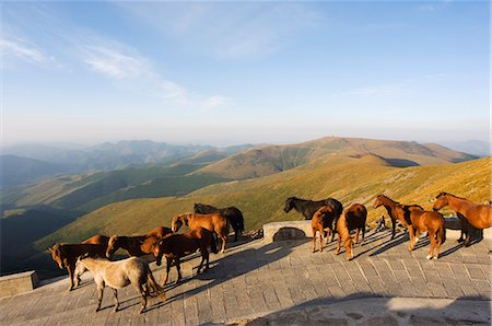 shanxi province - Horses roaming free, Wutaishan (Five Terrace Mountain) one of China's sacred Buddhist mountain ranges, Shanxi province, China, Asia Foto de stock - Con derechos protegidos, Código: 841-03055675