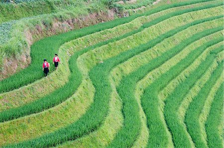 Yao women at the Dragons Backbone rice terraces, Longsheng, Guangxi Province, China, Asia Foto de stock - Con derechos protegidos, Código: 841-03056090