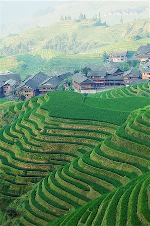 simsearch:841-03065197,k - Colonne vertébrale dragons de riz en terrasses, Longsheng, Province de Guangxi, Chine, Asie Photographie de stock - Rights-Managed, Code: 841-03056091