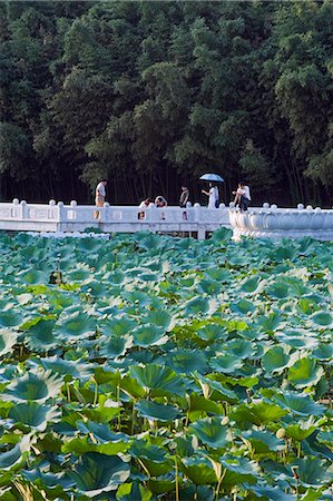 simsearch:841-03055646,k - Visitors walking across a lake of lily pads at Zizhuyuan Black Bamboo Park, Beijing, China, Asia Stock Photo - Rights-Managed, Code: 841-03056137