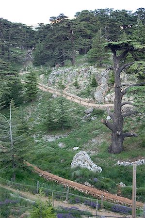 Cedars of Bcharre, Bcharre, Qadisha Valley, North Lebanon, Middle East Foto de stock - Direito Controlado, Número: 841-03056453