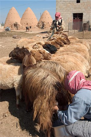 simsearch:841-02945891,k - Sheep being milked in front of beehive houses built of brick and mud, Srouj village, Syria, Middle East Stock Photo - Rights-Managed, Code: 841-03056535