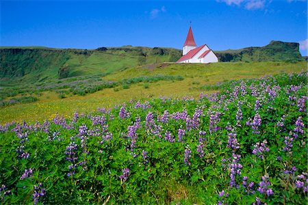 simsearch:841-02918863,k - Fleurs église et lupin, Vik, Islande Photographie de stock - Rights-Managed, Code: 841-03056566