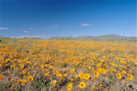 Spring flowers, Springbok, Namaqualand, Northern Cape Province, South Africa Stock Photo - Rights-Managed, Code: 841-03056681