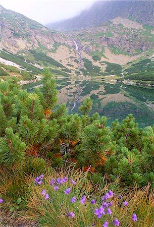 simsearch:841-02914792,k - Campanula patula wild flower, mountain pine and Velicke pleso (lake), Vysoke Tatry mountains, Vysoke Tatry, Slovakia, Europe Stock Photo - Rights-Managed, Code: 841-03056833
