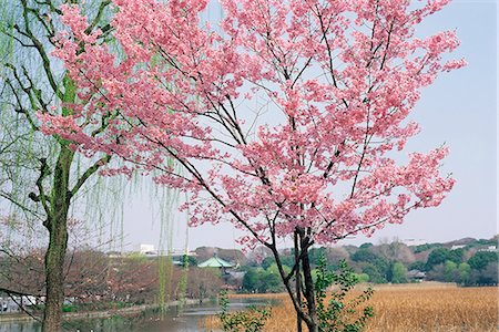 simsearch:841-03055557,k - Spring blossom and lake at Ueno-koen park, Ueno, Tokyo, Japan, Asia Foto de stock - Con derechos protegidos, Código: 841-03056895